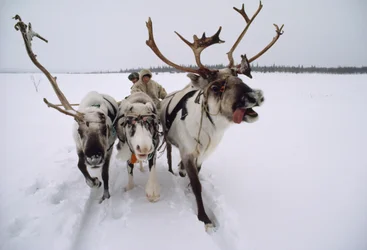 Les rennes tirent un Saami, ou Lapon, sur un traîneau à travers la neige. Près de Lovozero, Russi...