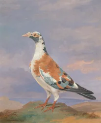 Études de pigeon voyageur