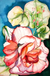Bégonia ; 2006 (aquarelle)