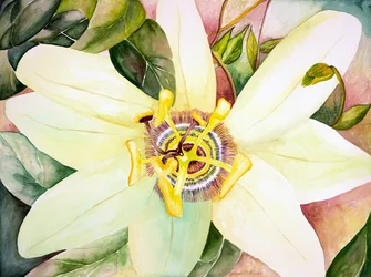 Passiflore, 2007 (aquarelle)