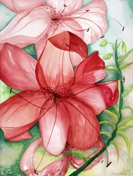 Lys tigré, 2007 (aquarelle)