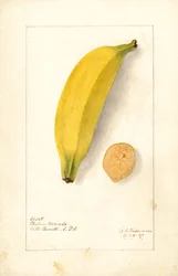 Bananes ( Musa : Purple Banana) (aquarelle)