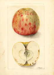 Pommes "Bitter Pit" (Malus domestica) (aquarelle)