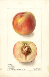 Pêches (Prunus persica : Carmen) (aquarelle)