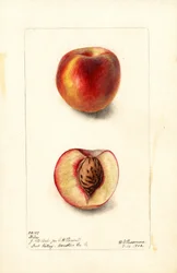 Pêches (Prunus persica : Hiley) (aquarelle)