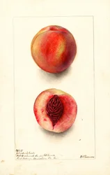 Pêches (Prunus persica : Johnsons Early) (aquarelle)
