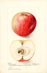 Pommes Rimmer (Malus domestica) (aquarelle)