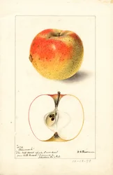 Pommes Tecumseh ( Malus domestica) (aquarelle)