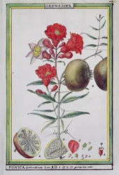 Grenadier, de Florindie ou Histoire physico-économique des végétaux de la Torride, 1789