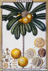 Aérostat (Theophrasta aculeata), aquarelle par Delahaye, de Florindie ou Histoire physico-économique des végétaux de la Torride