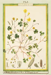 Oxalis biflora ou pes-caprae, aquarelle de Delahaye