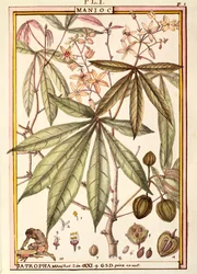 Manioc (Jatropha manihot), par Delahaye, aquarelle
