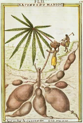 Racines de manioc (Manihot esculenta) utilisées pour faire du pain de manioc, aquarelle par Delahaye