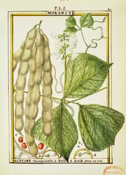 Glycine Rhomboidalis, aquarelle de Delahaye
