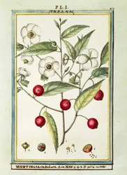 Cerise de Jamaïque (Muntingia calabura)