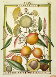 Prune de Malabar ou pomme rose (Eugenia Jambos ou Syzygium Jambos), aquarelle par Delahaye