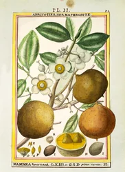 Pomme mammee (Mammea americana)