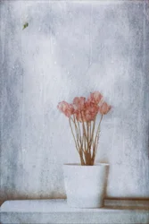 Fleurs séchées délicates