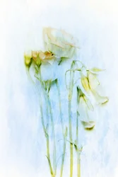 Fleurs délicates qui se fanent