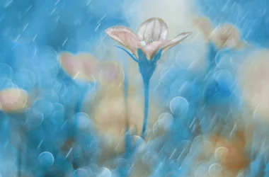 Fleur bleue de rêve