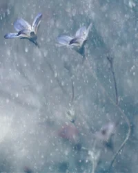 Fleurs bleues de rêve