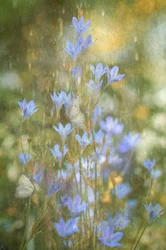Papillons bleus de rêve