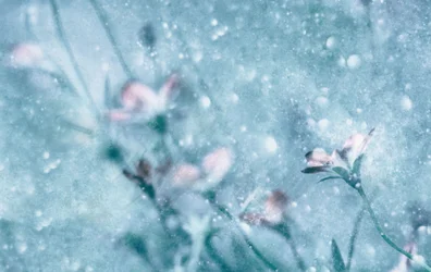 Fleurs bleues de rêve