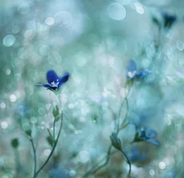 Fleurs bleues de rêve