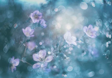 Fleurs au bokeh enchanteur