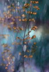 Un bokeh botanique onirique