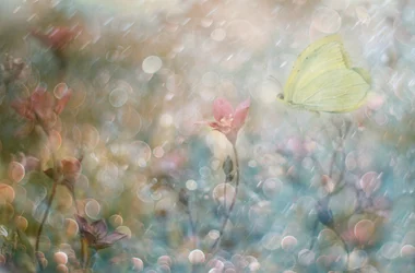 Un jardin de papillons enchanteur