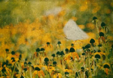 Une prairie de papillons de rêve