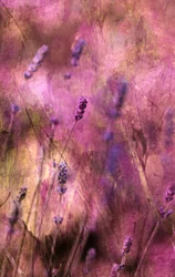 Fleurs de lavande envoûtantes
