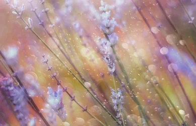 Un bokeh lavande enchanteur