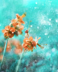 Fleurs orange de rêve