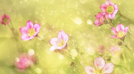 Fleurs roses de rêve