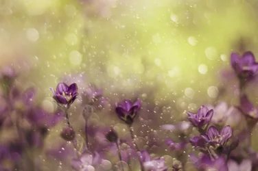 Fleurs violettes de rêve