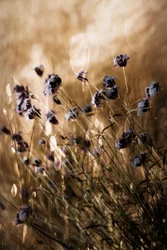 Une prairie violette de rêve