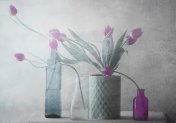Tulipes violettes de rêve