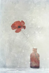 Pavot rouge de rêve