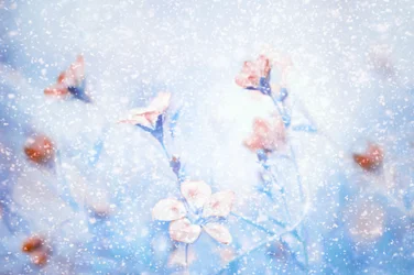 Fleurs d