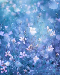 Fleurs d
