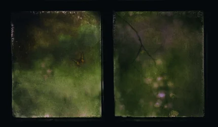 Rêve de papillon fané