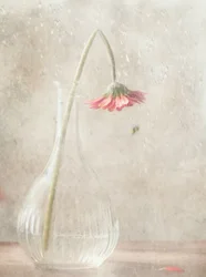 Fleur rose pâlissant