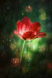 Tulipe rouge éclatante