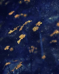 Ciel nocturne aux fleurs dorées