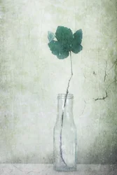 Papillon « Muted Leaf »