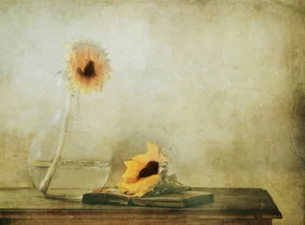 Tournesols d