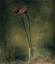 Gerberas pour les jours de pluie