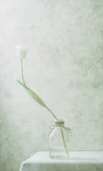 Tulipe blanche sereine